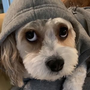 Meet your Posher, Kate